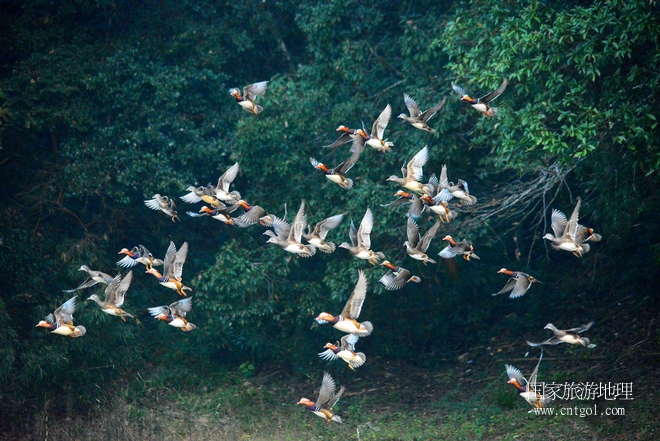 進(jìn)入初冬，大批野生鴛鴦陸續(xù)飛抵江西婺源縣賦春鎮(zhèn)鴛鴦湖越冬，小精靈們在湖面上或相互依偎、卿卿我我；或隨波逐流、嬉戲打鬧，悠閑自在生活在青山綠水之間，優(yōu)良的水域和豐富的湖畔闊葉林，為鴛鴦過冬提供良好生存環(huán)境，婺源鴛鴦湖已成為亞洲最大的野生鴛鴦越冬棲息地。（攝于12月4日下午）