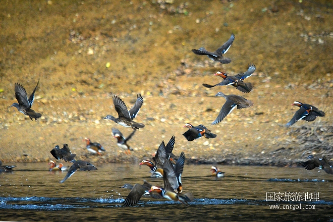 進(jìn)入初冬，大批野生鴛鴦陸續(xù)飛抵江西婺源縣賦春鎮(zhèn)鴛鴦湖越冬，小精靈們在湖面上或相互依偎、卿卿我我；或隨波逐流、嬉戲打鬧，悠閑自在生活在青山綠水之間，優(yōu)良的水域和豐富的湖畔闊葉林，為鴛鴦過冬提供良好生存環(huán)境，婺源鴛鴦湖已成為亞洲最大的野生鴛鴦越冬棲息地。（攝于12月4日下午）