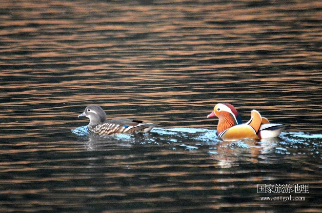進(jìn)入初冬，大批野生鴛鴦陸續(xù)飛抵江西婺源縣賦春鎮(zhèn)鴛鴦湖越冬，小精靈們在湖面上或相互依偎、卿卿我我；或隨波逐流、嬉戲打鬧，悠閑自在生活在青山綠水之間，優(yōu)良的水域和豐富的湖畔闊葉林，為鴛鴦過冬提供良好生存環(huán)境，婺源鴛鴦湖已成為亞洲最大的野生鴛鴦越冬棲息地。（攝于12月4日下午）